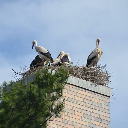 Pension Am Park Wörlitz 外观 照片
