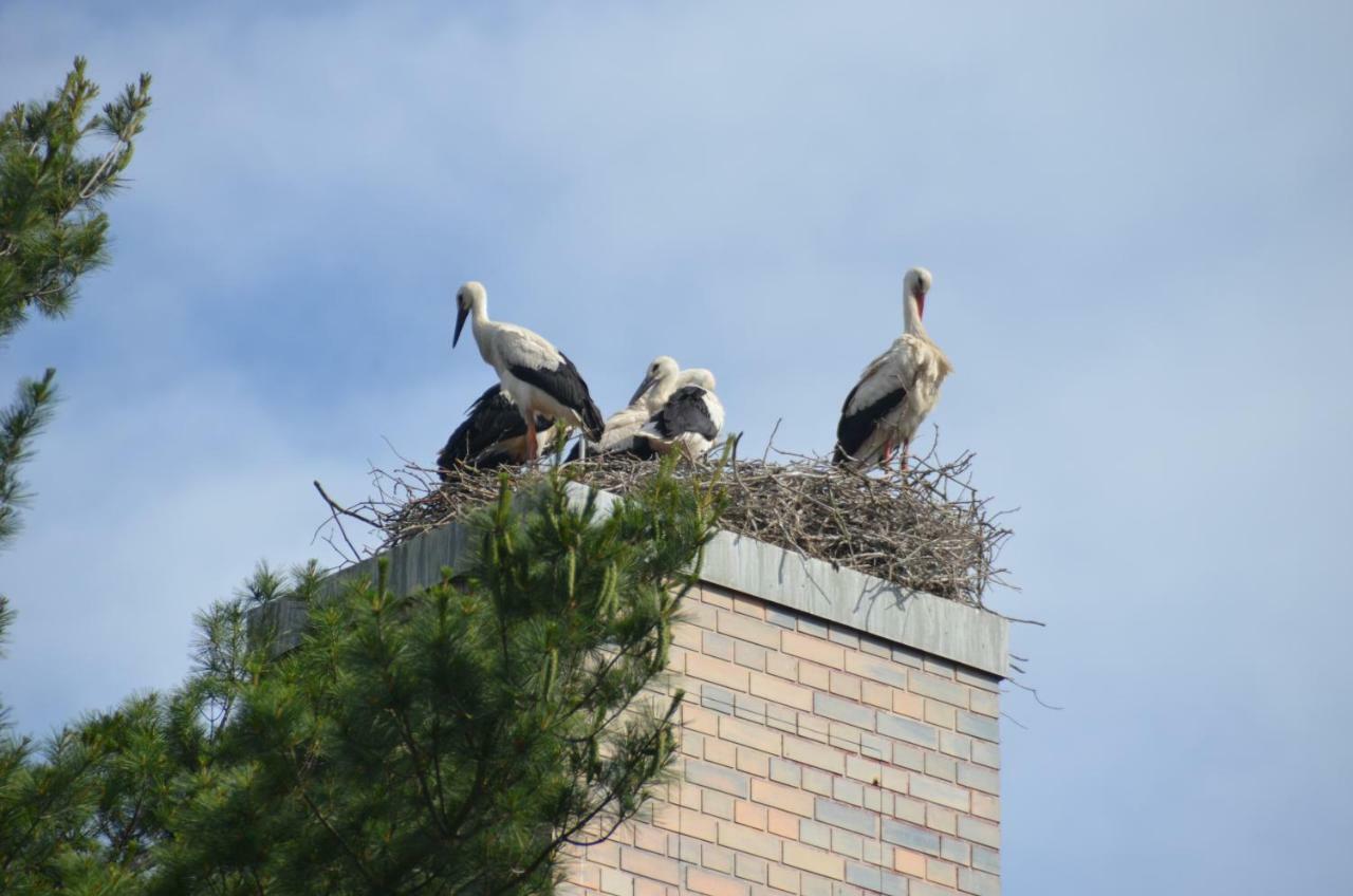 Pension Am Park Wörlitz 外观 照片